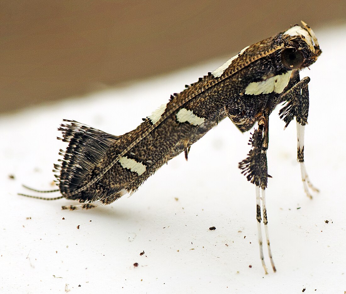 Caloptilia adelosema