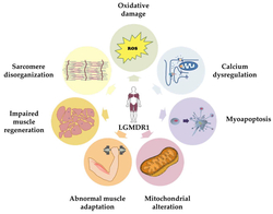 Calpainopathy overview