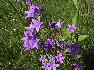 На опушке ночью лесной колокольчик. Колокольчик раскидистый. Campanula patula. Campanula колокольчик раскидистый. Колокольчик гарганский.