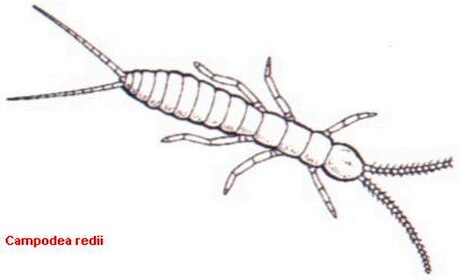 Diplura