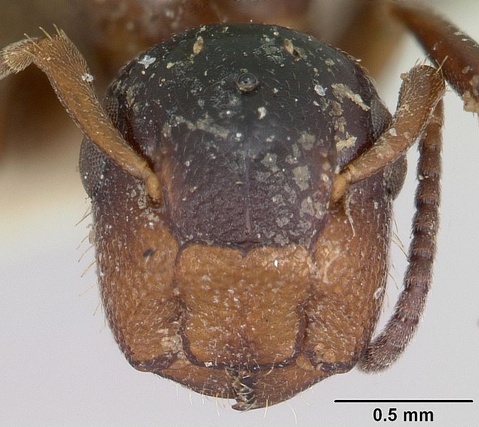 File:Camponotus mississippiensis casent0103354 head 1.jpg