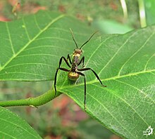 Camponotus sericeiventris Luiz.jpg