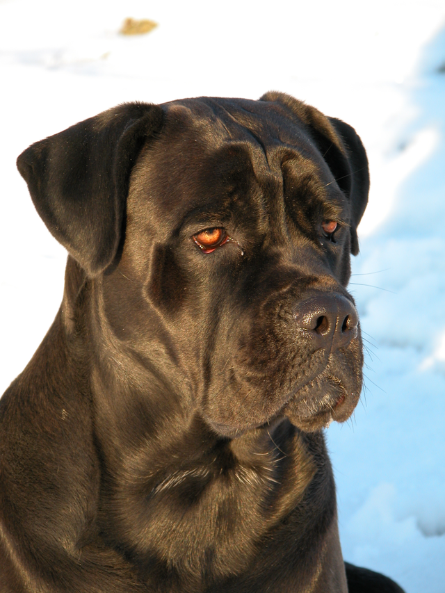 Fila Brasileiro - Molosoides do tipo buldogue - Cães brasileiros