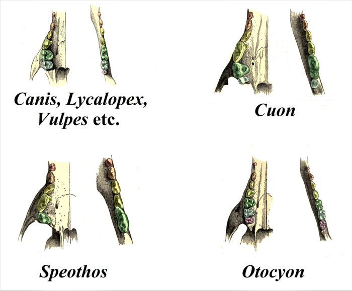 Caninae dentition.png