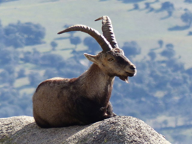 The Iberian ibex (Capra pyrenaica) in La Pedriza