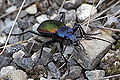 Carabus hispanus