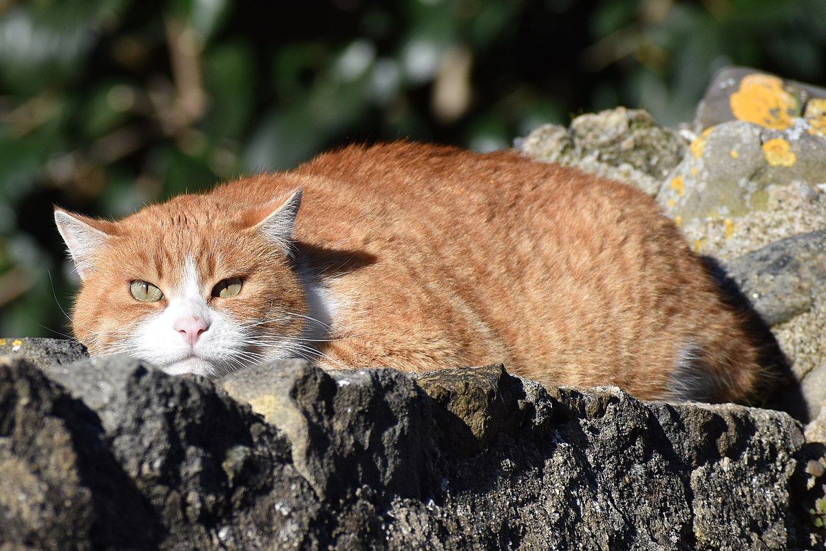 File Carcassonne Chat Roux 19 Cropped Jpg Wikimedia Commons