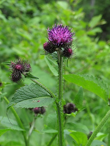 Carduus personata