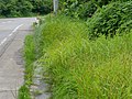 道路脇の水湿地に群生している様子