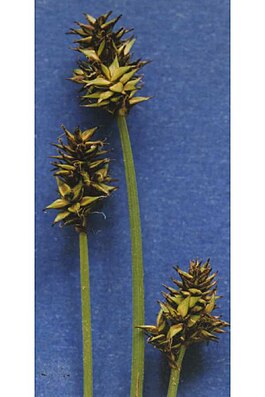 Carexillota.jpg