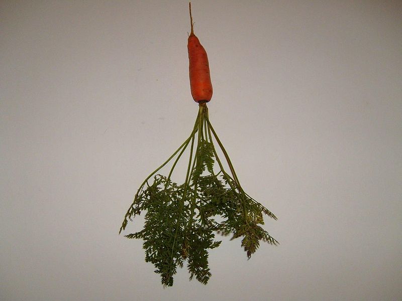 File:Carrot vegetable on white background.jpg