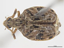 Caryedes brasiliensis