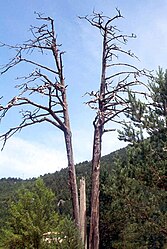 Castellar del Riu - Vue