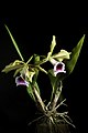 Cattleya tenebrosa