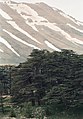 Cedars03 (js).jpg 