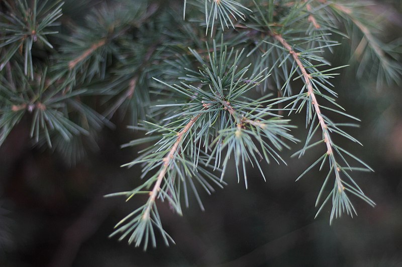 File:Cedrus deodara leaves.jpg