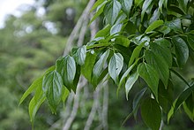 Eastwoodhill Arboretumu'ndaki Celtis tetrandra (2).jpg