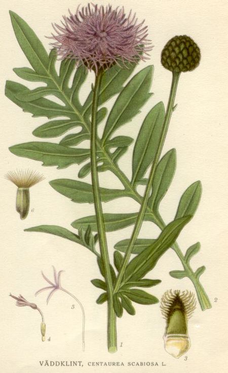 Centaurea scabiosa.jpg