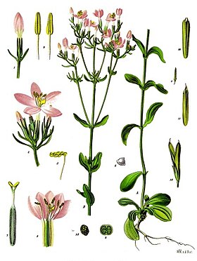 Centaurium erythraea - Köhler–s Medizinal-Pflanzen-058.jpg
