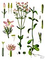 Centaurium erythraea plate in: Koehlers Medizinal-Pflanzen in naturgetreuen Abbildungen.... Gera (1883-1914)