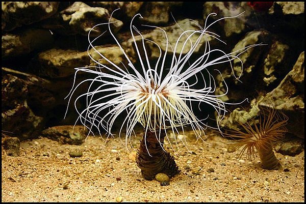 Морское животное 5 букв. Коралл цериантус. Цериантарии (Ceriantharia). Metazoa моллюск.