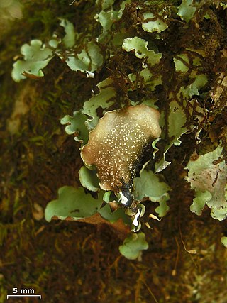 <i>Cetrelia monachorum</i> Species of lichen
