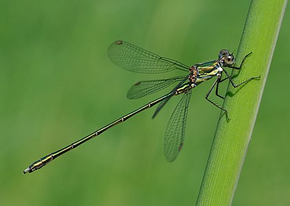 ♂ Chalcolestes viridis (Willow Emerald Damselfly)