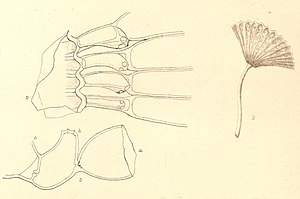 Chalmasia antillana Solms-Laubach.jpg