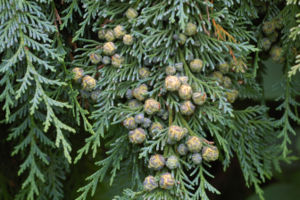 Lawson'ın selvi (Chamaecyparis lawsoniana)