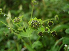 Bupleurum sp, une apiacée chinoise.