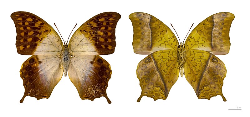 File:Charaxes varanes vologeses (Mâle).jpg