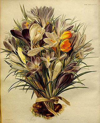 <span class="mw-page-title-main">Charles John Robertson</span> English botanical illustrator