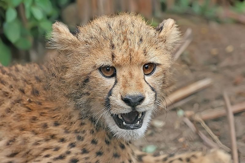 File:Cheetah cub close-up.jpg