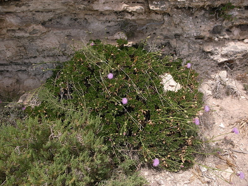 File:Cheirolophus crassifolius Malta Dingli Cliffs 01.jpg