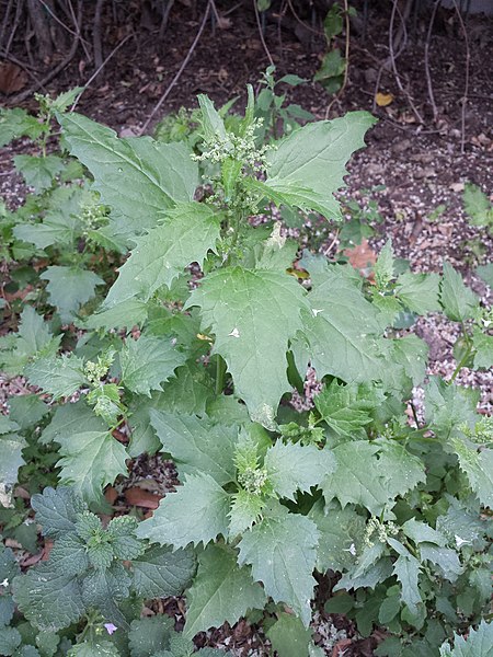 File:Chenopodium murale sl56.jpg