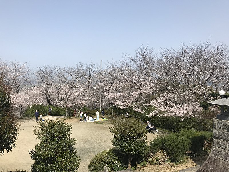 File:Cherry blossoms in Sasayama Park 18.jpg