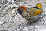 Thumbnail for Chestnut-crowned laughingthrush