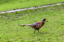 Pheasant (Phasianus colchicus)