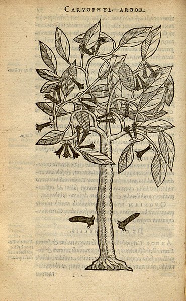 File:Christophori a Costa ... aromatum and medicamentorum in Orientali India nascentium liber (Page (32)) BHL6725637.jpg