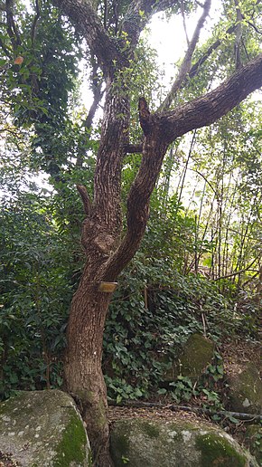 Billedbeskrivelse Cinnamomum parthenoxylon Trunk, Siu Lek Yuen.jpg.