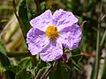 Cistus creticus var. corsicus (Corse)