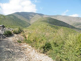 Tamaulipan mezquital