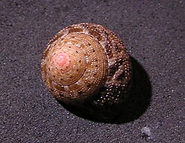 Clanculus atricatena