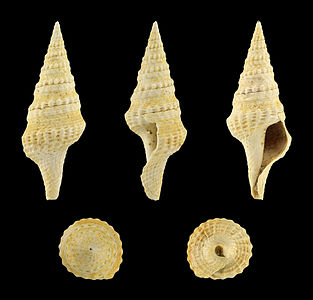 Clavatula concatenata