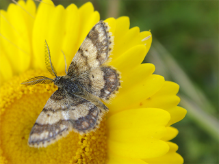 <i>Cleta</i> (moth) Genus of moths