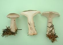 Clitocybe nebularis1.jpg