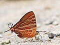 * Nomination Close wing mud-puddling position of Spindasis evansii (Tytler,1915) - Rufous Silverline. (by Atanu Bose Photography) --Atudu 07:05, 4 October 2022 (UTC) * Promotion  Support Good quality. --Drow male 07:33, 4 October 2022 (UTC)