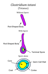 Clostridium tetani is durable due to its endospores. Pictured is the bacterium alone, with a spore being produced, and the spore alone.