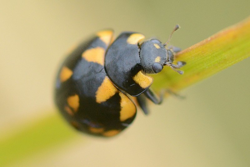 File:Coccinella leonina 21312164.jpg