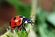 Coccinella magnifica01.jpg